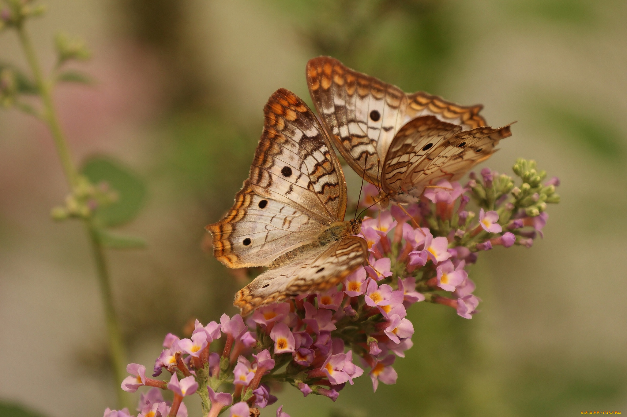 , , white, peacock, butterfly, , 